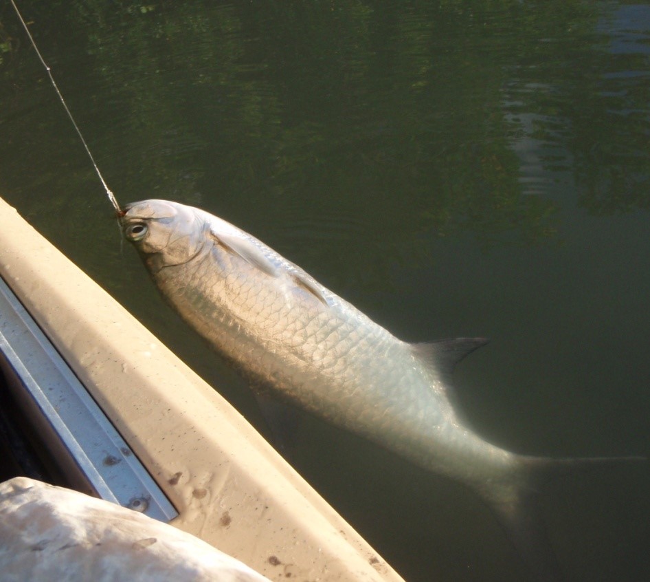 Mindre tarpon. Ja, det är en knut på tafsen
