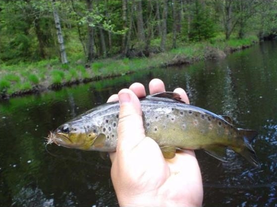 Liten öring